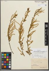 Foto von Salix triandra subsp. amygdalina (L.) Schübl. & G. Martens
